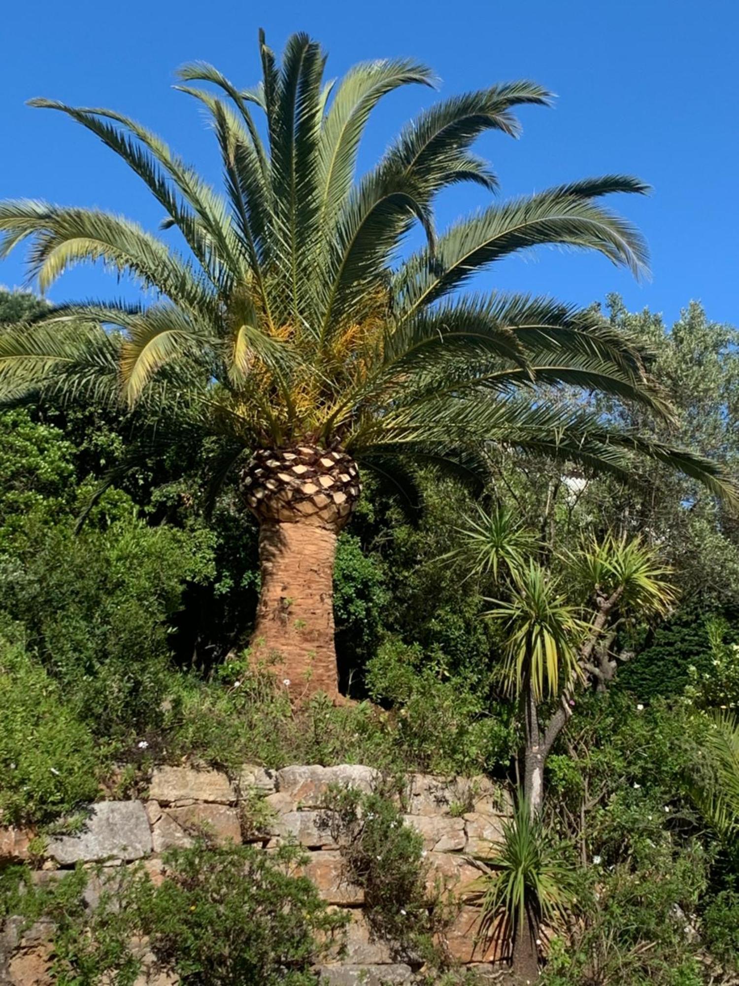 Paradis Provencal Bed and Breakfast Sainte-Maxime Exteriör bild